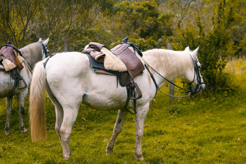 Caballos listos para cabalgar, monturas y animales en el campo. 