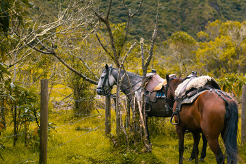 Caballos listos para cabalgar, monturas y animales en el campo.  © Arnold