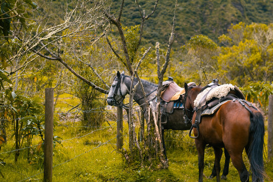 Caballos listos para cabalgar, monturas y animales en el campo. 