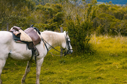 Caballos listos para cabalgar, monturas y animales en el campo. 