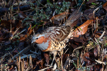 コジュケイ、キジの仲間