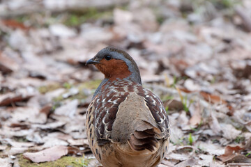 コジュケイ、キジの仲間
