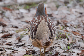 コジュケイ、キジの仲間