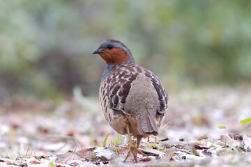 コジュケイ、キジの仲間
