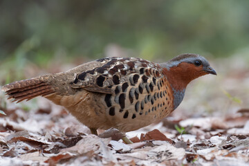 コジュケイ、キジの仲間