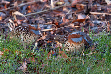 コジュケイ、キジの仲間