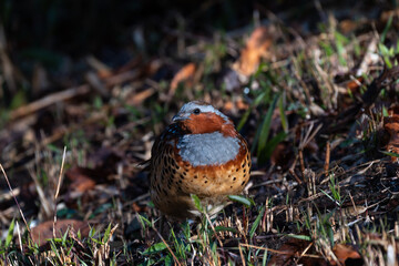 コジュケイ、キジの仲間