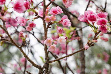 Fototapeta na wymiar 沖縄で日本一早く開花するピンク色の寒緋桜の花