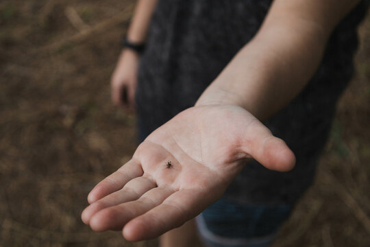 dengue mosquito on the hand