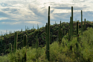 Fototapeta na wymiar Field of cactuses saguaro in late afternoon shade with clouds and blue sky in tuscon arizona sabino nationl park