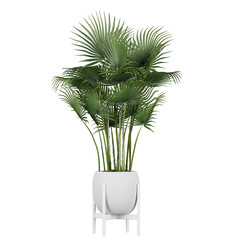 decoration indoor plant in pot, isolated on white or transparent background, photorealistic 3d render