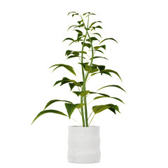 Fototapeta na wymiar decoration indoor plant in pot, isolated on white or transparent background, photorealistic 3d render