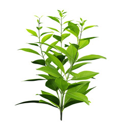 decoration green plant branch leaves, isolated on white or transparent background, photorealistic 3d render