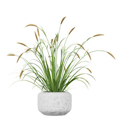 decoration indoor plant in pot, isolated on white or transparent background, photorealistic 3d render