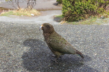 ニュージランドの固有種「ケア」