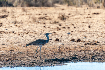 The Kori Bustard -Ardeotis kori- is considered to be the largest flying bird of Africa. Here it is seen walking on the plains of Etosha National Park, Namibia.