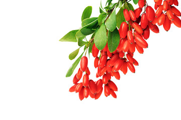Barberry branch with red berry and green leaves isolated on white background, side view. Ripe fresh...