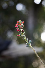 red and white flowers