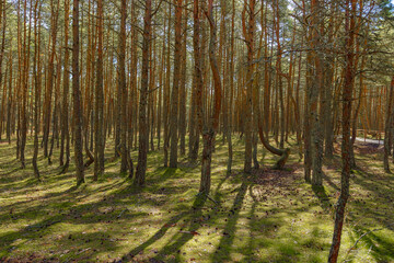 Dancing forest is sight of Curonian Spit national park in Kaliningrad region, Russia. Trunks of beautiful old conifer trees, land covered moss and grass. Forest landscape, beauty in nature