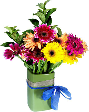 Gerberer Daisy (viridifolia) flowers in a Green Ceramic vase isolated on a transparent background. Artwork insert photography.