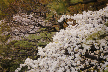 cherry blossom