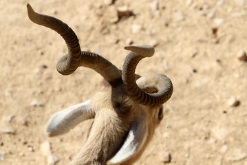 The antelope lives in the zoo in Tel Aviv in Israel.