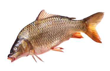 Fototapeta premium Fish carp on a white background