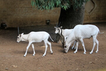 The antelope lives in the zoo in Tel Aviv in Israel.