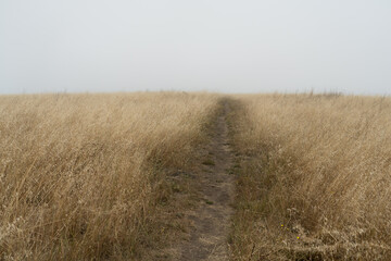 Overgrown trail through grasses above California coast