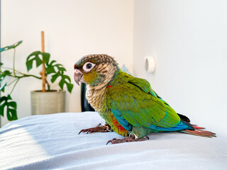 Crimson bellied conure parrot in the bedroom