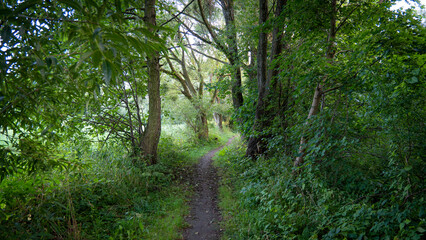 forest path in the morning