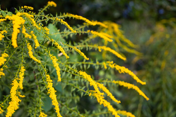 yellow flowers on a meadow