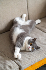 British shorthair cat stretching on the sofa