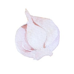 Garlic hand painted watercolor white background