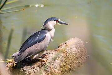 Black-crowned night heron (Nycticorax nycticorax) stands on the shore of a lake.