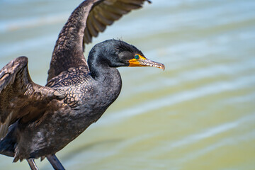 Portrait of a Double-crested cormorant (Phalacrocorax Auritus) with open wings. 