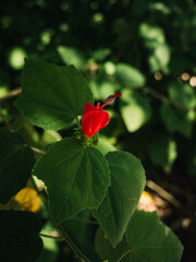 Red flower