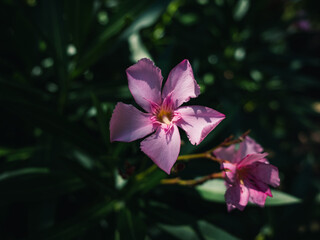 Nerium oleander