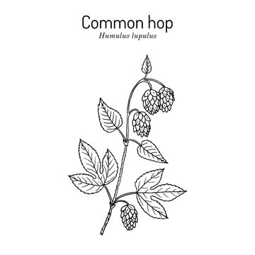 Common hop Humulus lupulus, medicinal plant.