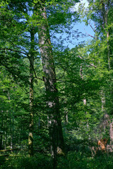 Old deciduous forest in summer midday