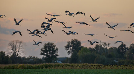 Common Crane (Grus grus) in flight