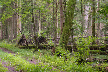 Dirt road crossing summertime forest