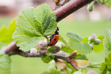 the seven-spotted ladybug slowly crawls on a green leaf of a tree