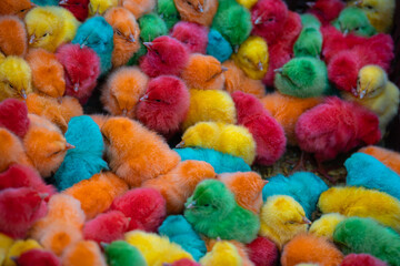 Fototapeta na wymiar Colorful Dyed Chicks, Friday Pets Market, Cairo Egypt