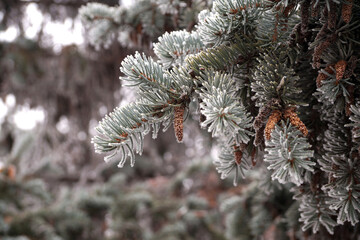 Frosted spruce branch in the city park