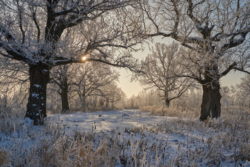 On a frosty sunny day, frost on trees and bushes.