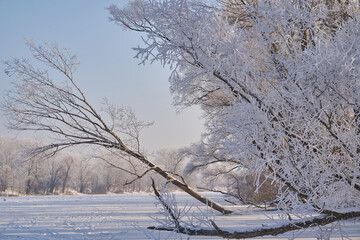 On a frosty sunny day, frost on trees and bushes.