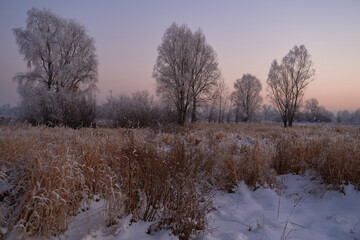 On a frosty sunny day, frost on trees and bushes.