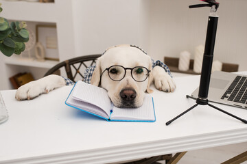 tired dog in a shirt and glasses works at a laptop. A golden retriever sits at a table dressed in a shirt like a programmer or a businessman. the pet works at a computer and a notebook for notes.