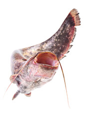 Fototapeta premium Catfish isolated on white background